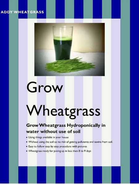 E Book Grow wheatgrass at Home in few Easy Steps
