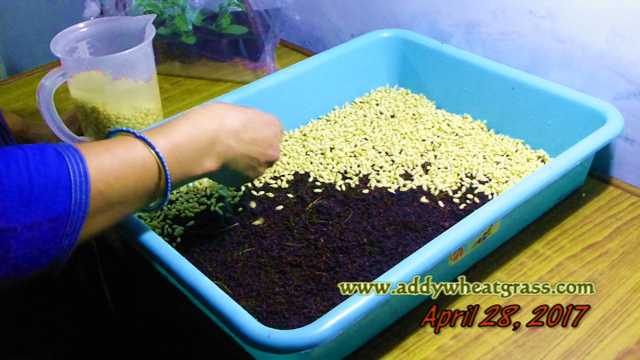 Laying of Wheatgrass Seeds in Tray