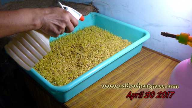 Spray of Neem Oil on Wheatgrass Tray to prevent mold