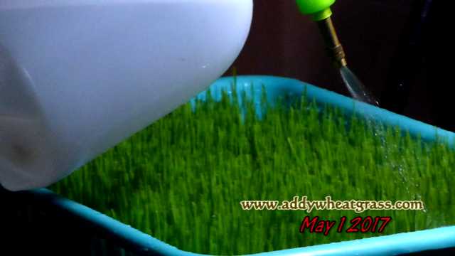 Watering wheatgrass tray